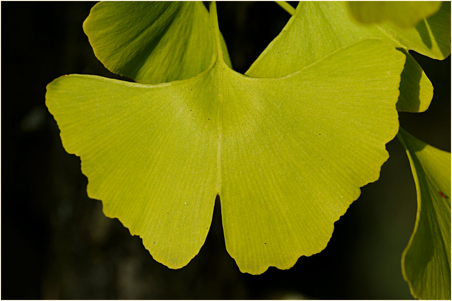 Ginkgo (Ginkgo biloba)