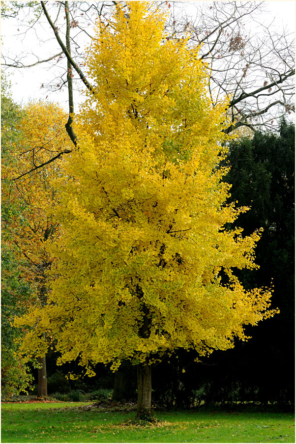 Ginkgo (Ginkgo biloba)