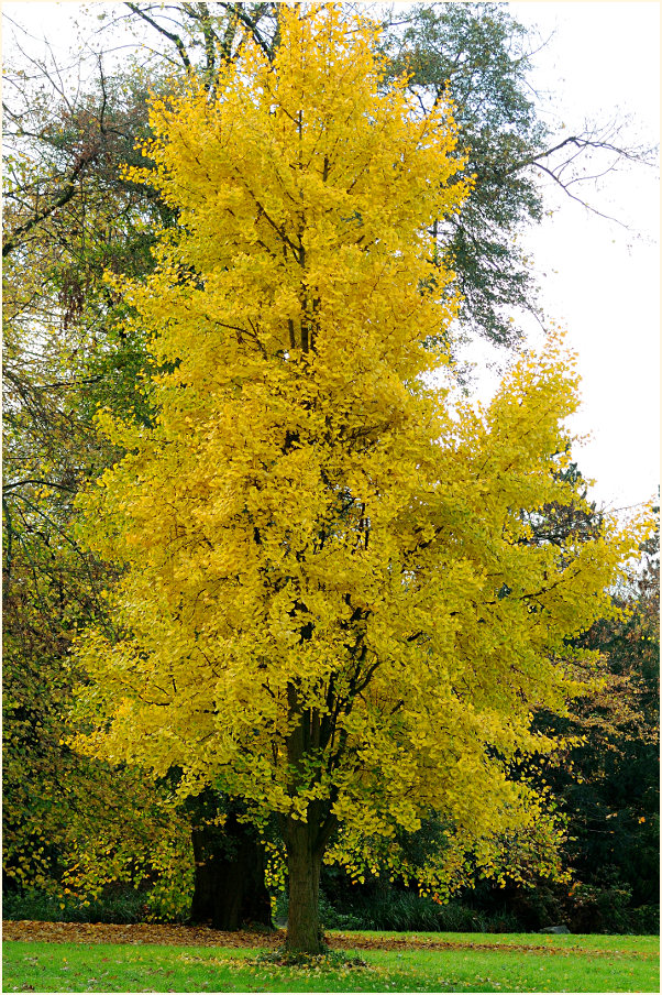 Ginkgo (Ginkgo biloba)