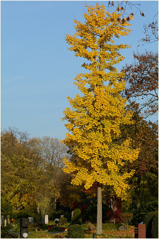 Ginkgo (Ginkgo biloba)