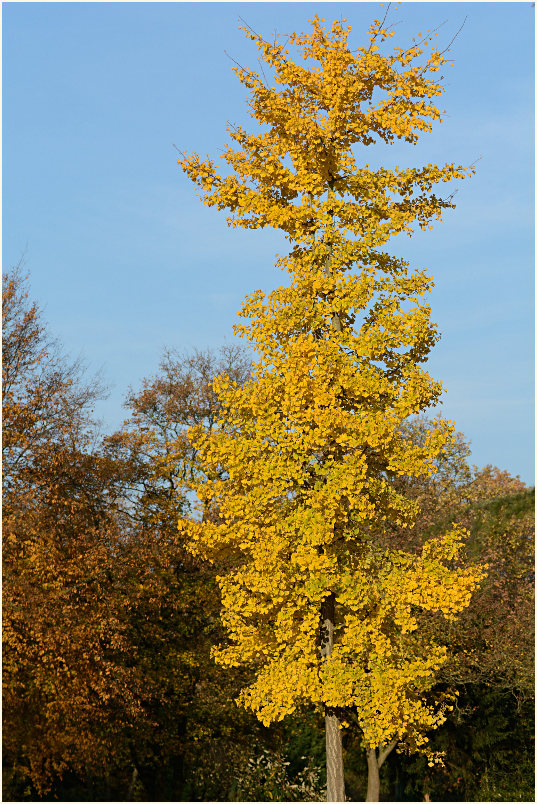 Ginkgo (Ginkgo biloba)