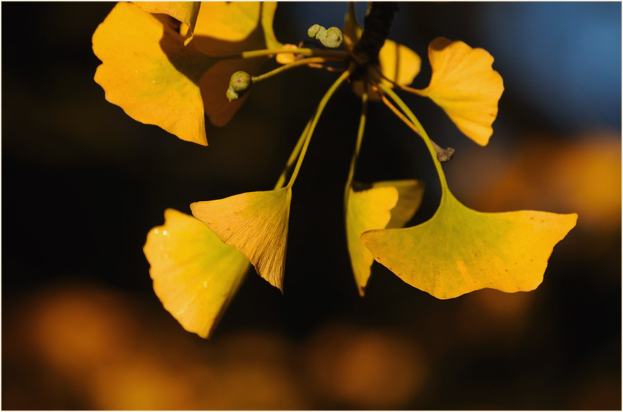 Ginkgo (Ginkgo biloba)