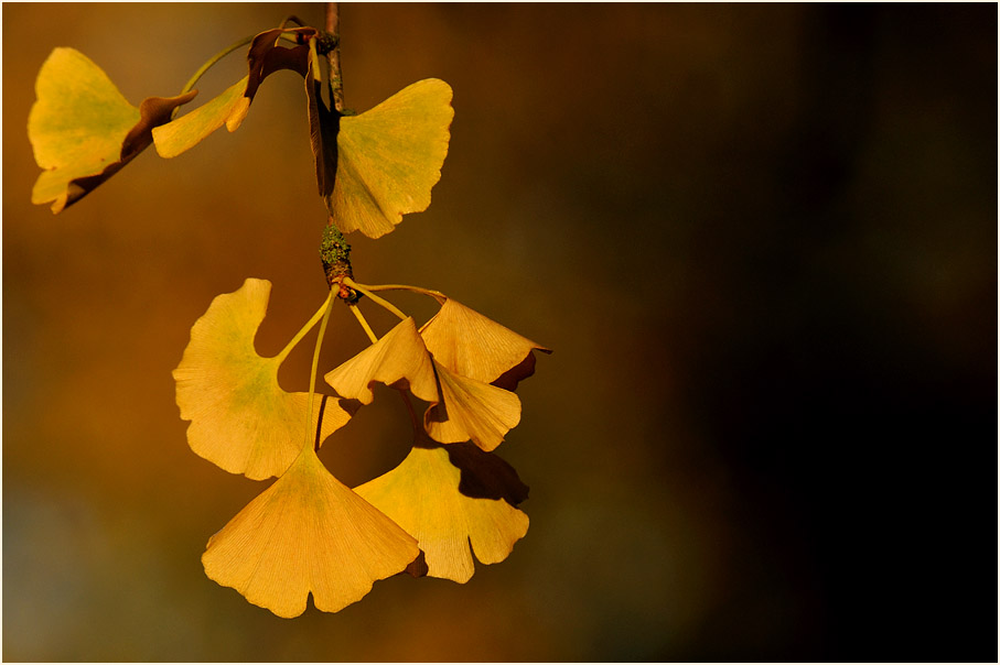 Ginkgo (Ginkgo biloba)