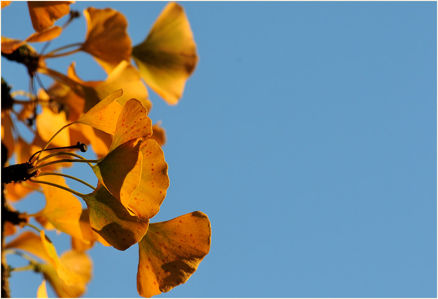 Ginkgo (Ginkgo biloba)