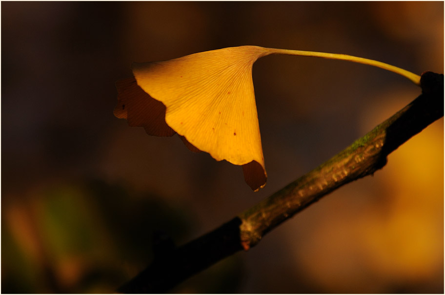 Ginkgo (Ginkgo biloba)