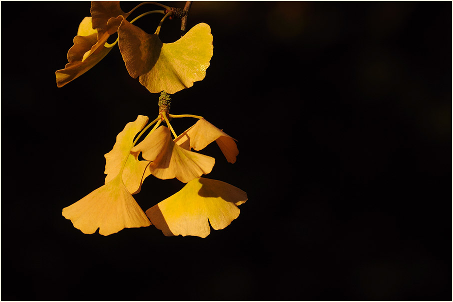 Ginkgo (Ginkgo biloba)