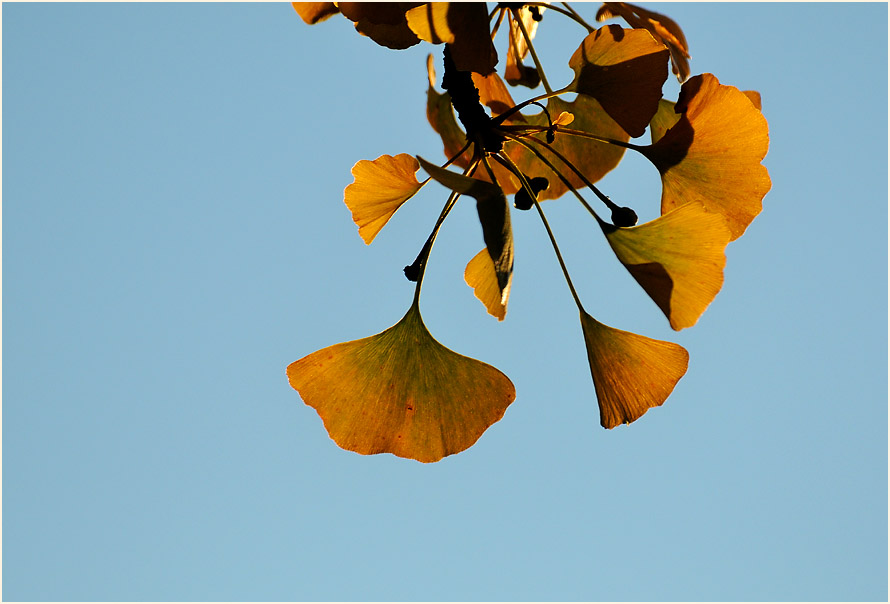 Ginkgo (Ginkgo biloba)