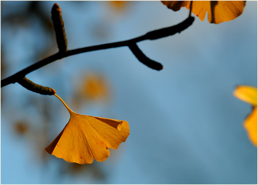 Ginkgo (Ginkgo biloba)