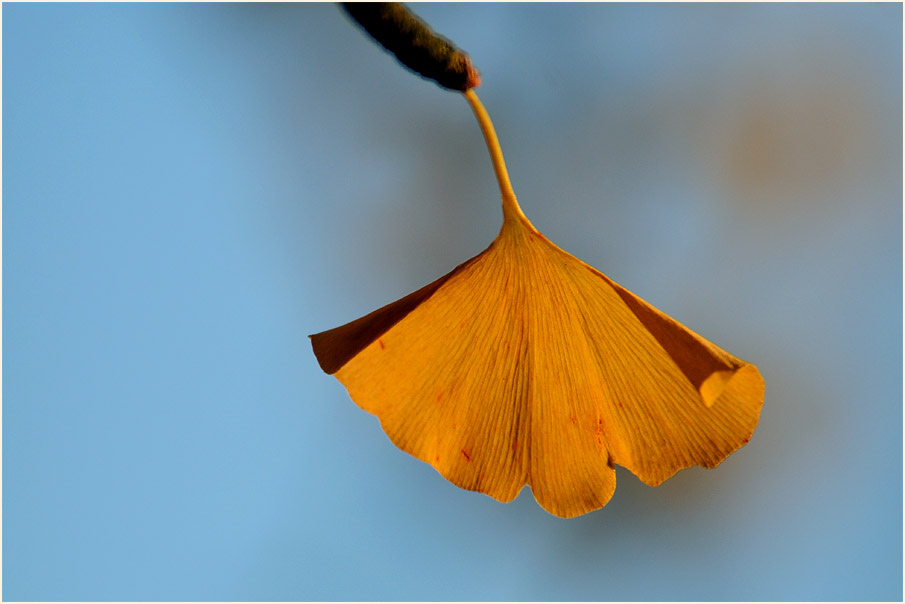 Ginkgo (Ginkgo biloba)