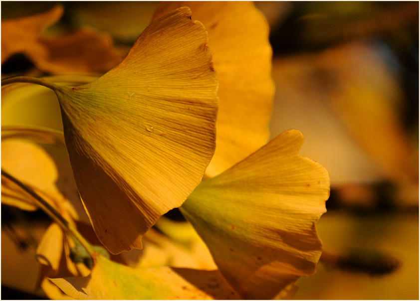 Ginkgo (Ginkgo biloba)