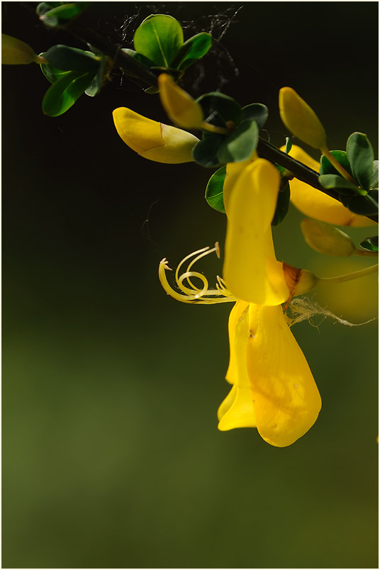 Besenginster (Cytisus scoparius)