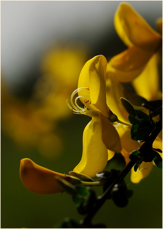 Besenginster (Cytisus scoparius)