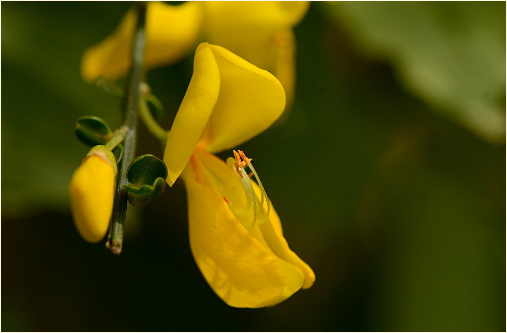 Besenginster (Cytisus scoparius)