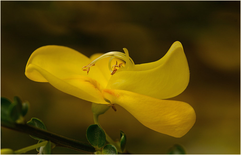 Besenginster (Cytisus scoparius)