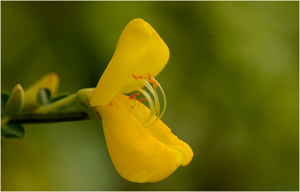 Besenginster (Cytisus scoparius)