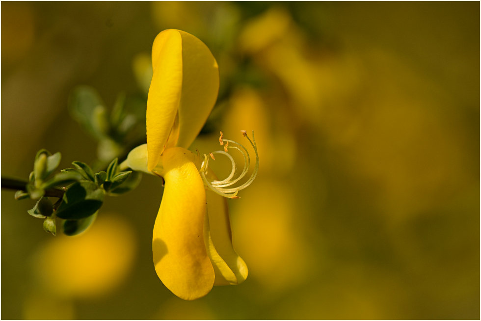 Besenginster (Cytisus scoparius)