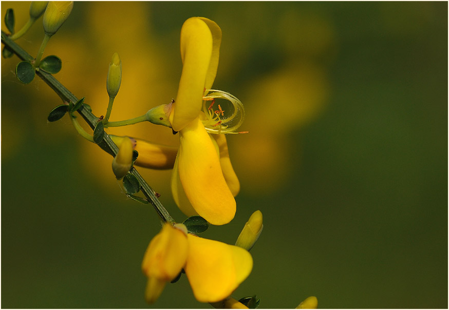 Besenginster (Cytisus scoparius)