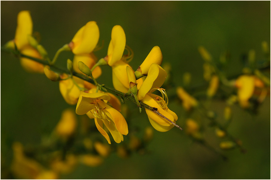 Besenginster (Cytisus scoparius)