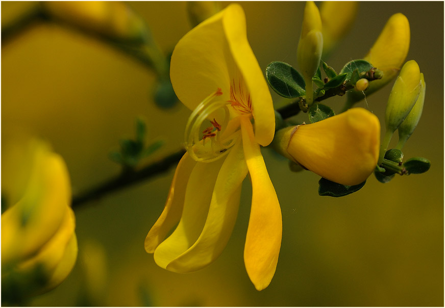 Besenginster (Cytisus scoparius)