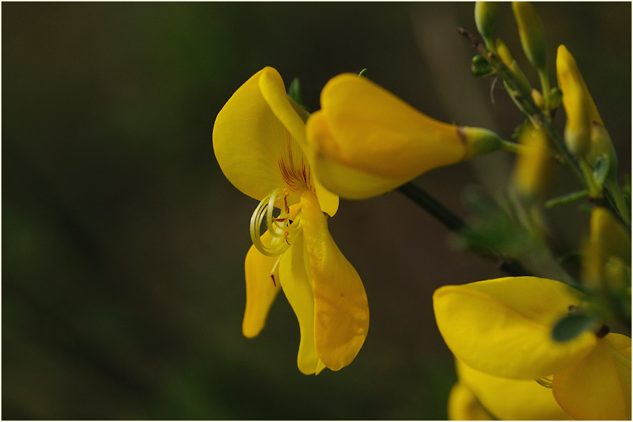 Besenginster (Cytisus scoparius)