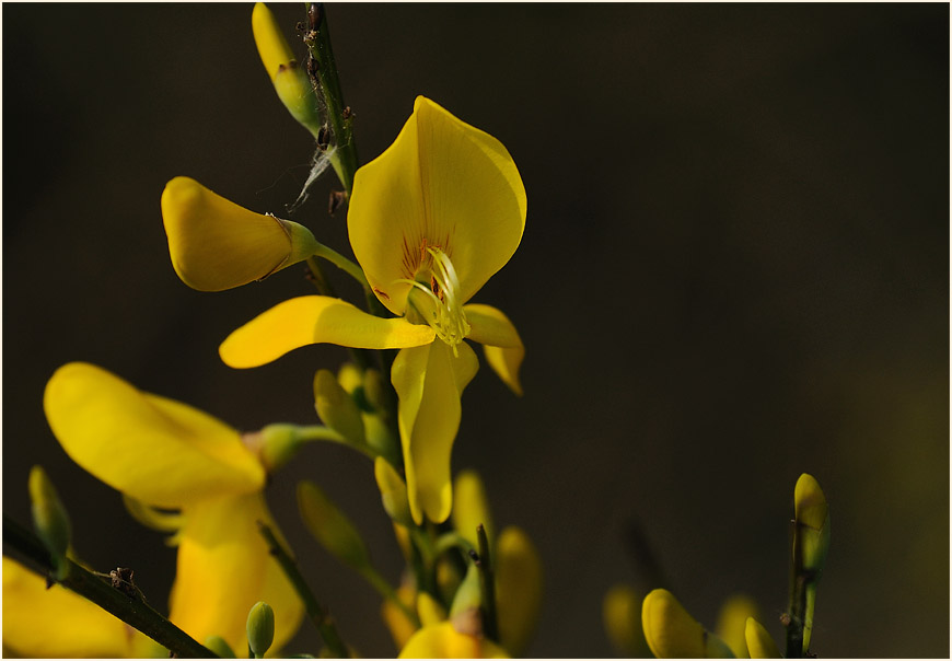 Besenginster (Cytisus scoparius)