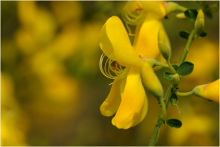 Besenginster (Cytisus scoparius)