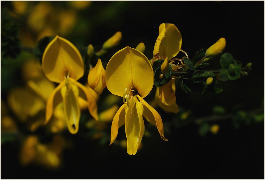 Besenginster (Cytisus scoparius)