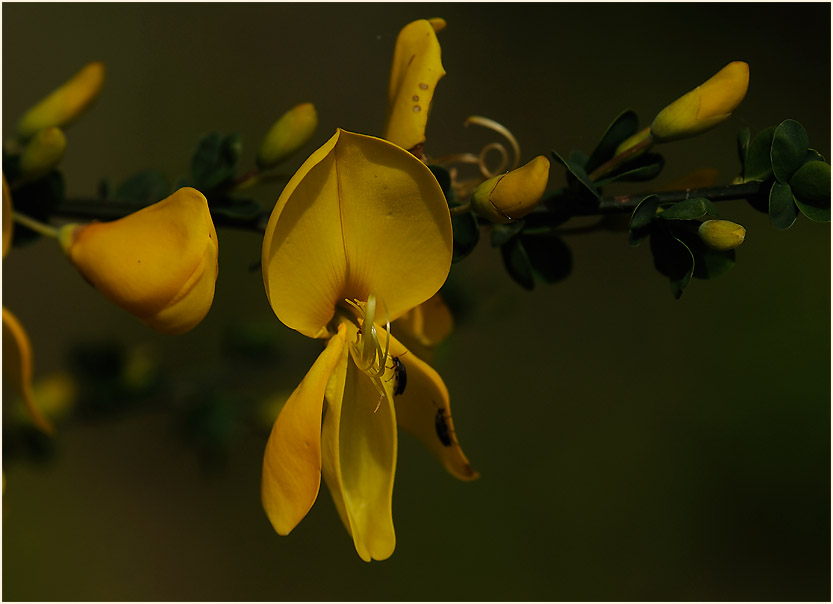 Besenginster (Cytisus scoparius)