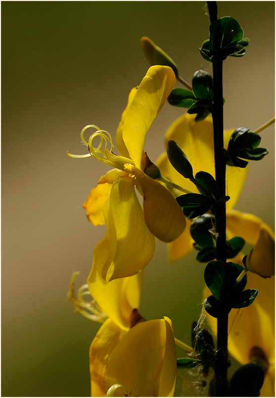 Besenginster (Cytisus scoparius)