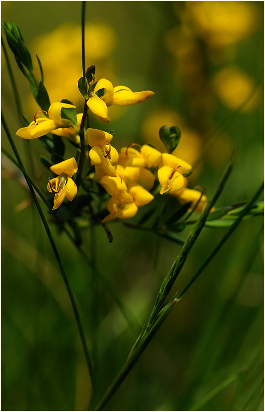 Englischer Ginster (Genista anglica)