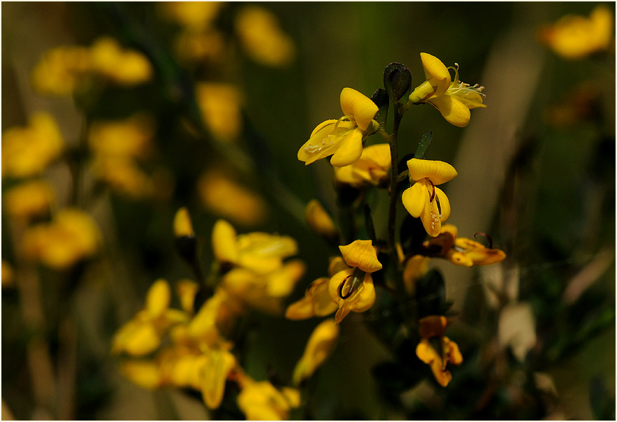 Englischer Ginster (Genista anglica)