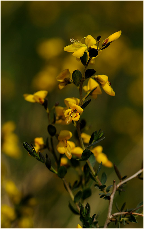 Englischer Ginster (Genista anglica)