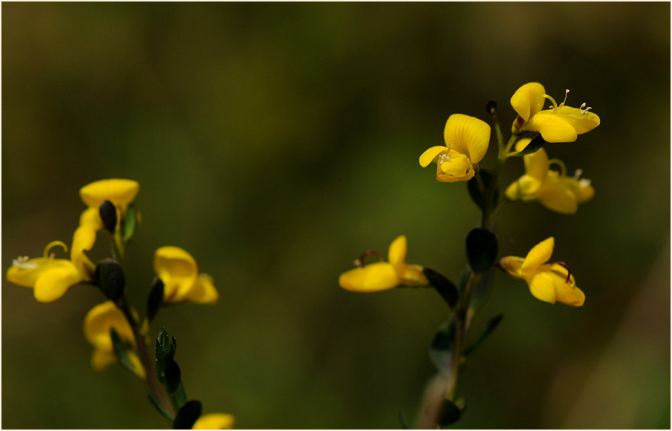 Englischer Ginster (Genista anglica)