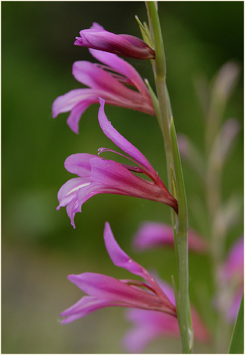 Sumpf-Siegwurz (Gladiolus palustris)