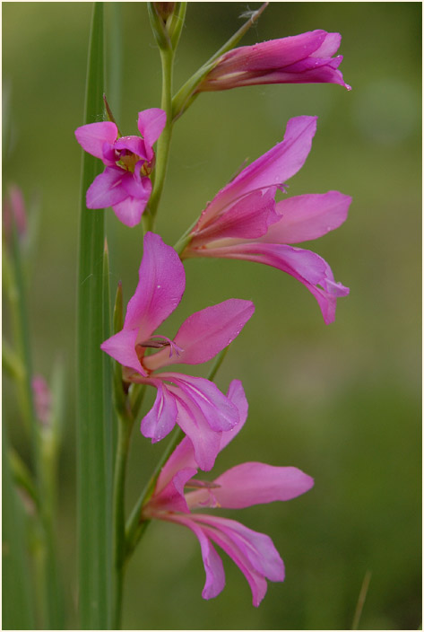 Sumpf-Siegwurz (Gladiolus palustris)