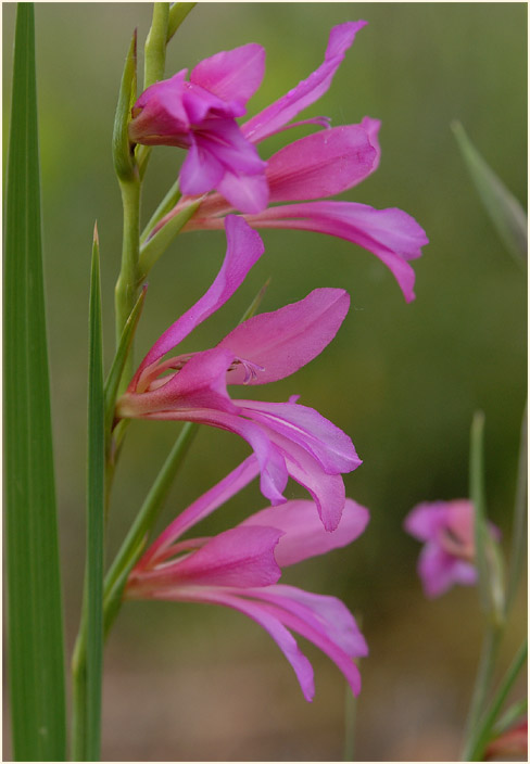 Sumpf-Siegwurz (Gladiolus palustris)