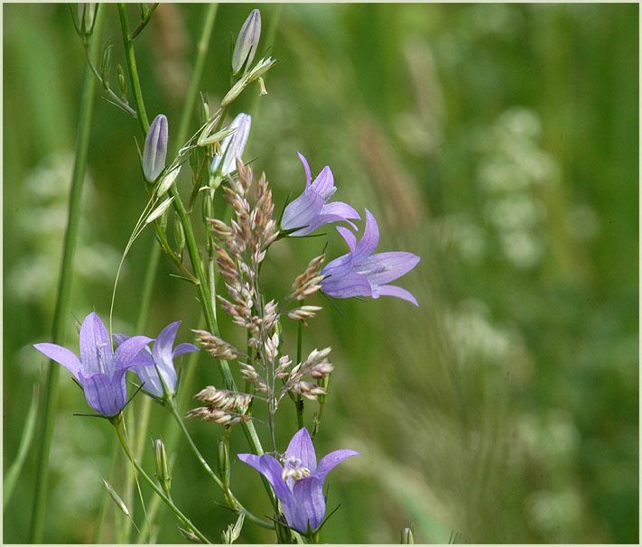 Glockenblume (Campanula patula)