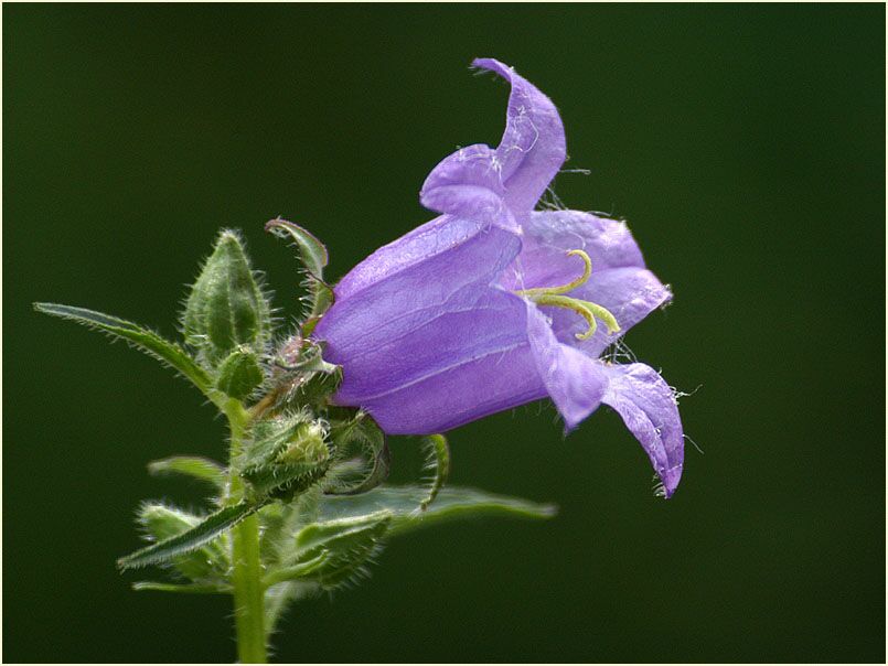 Glockenblume Nesselblättrige (Campanula trachelium)