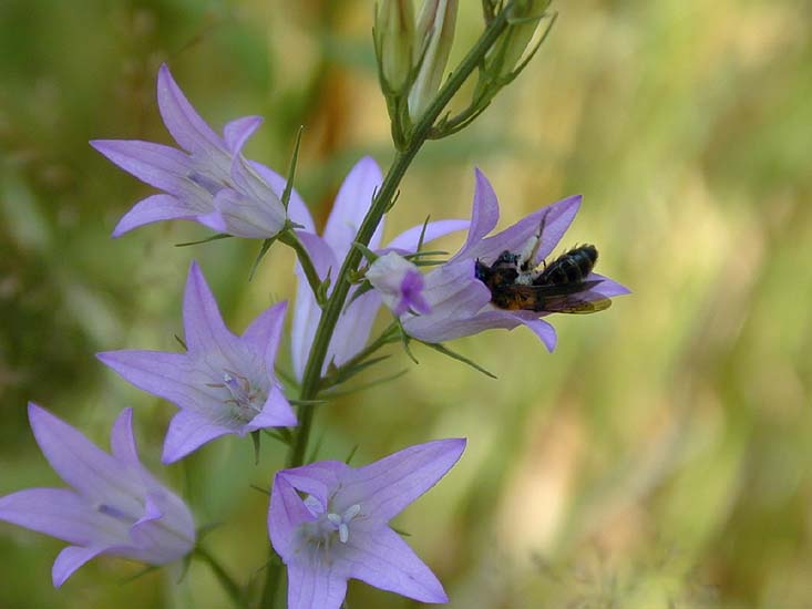 Glockenblume (Campanula)