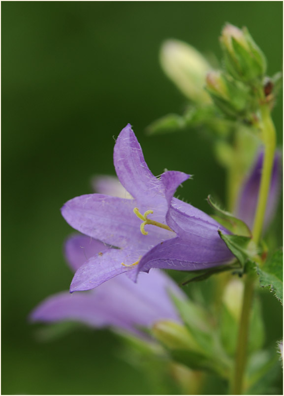 Glockenblume Nesselblättrige (Campanula trachelium)