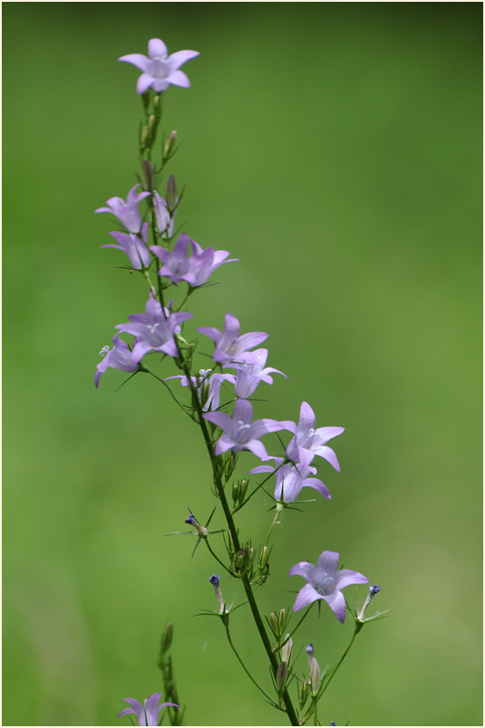 Glockenblume (Campanula patula)