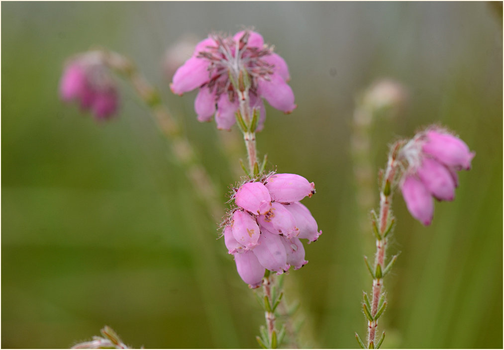 Heide, Glockenheide (Erica tetralix)