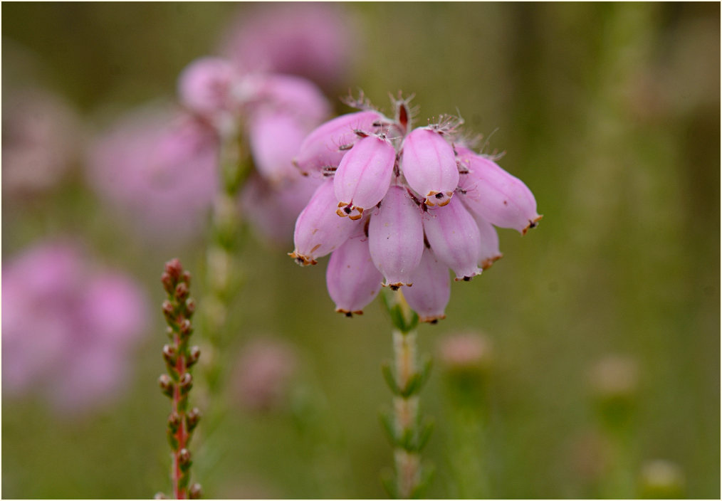 Heide, Glockenheide (Erica tetralix)