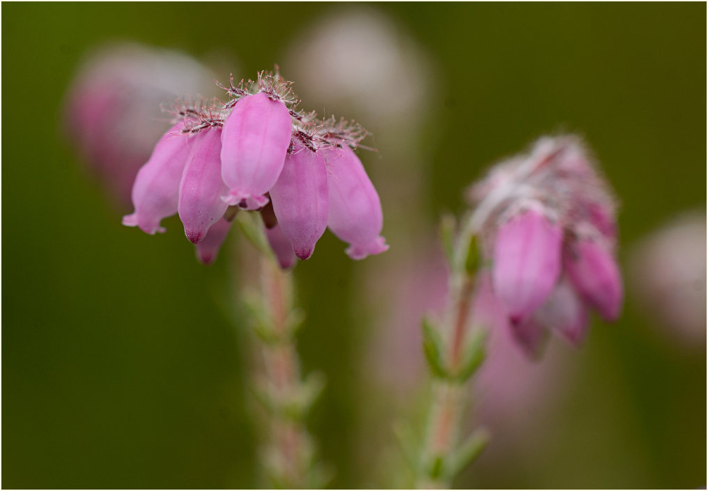 Heide, Glockenheide (Erica tetralix)