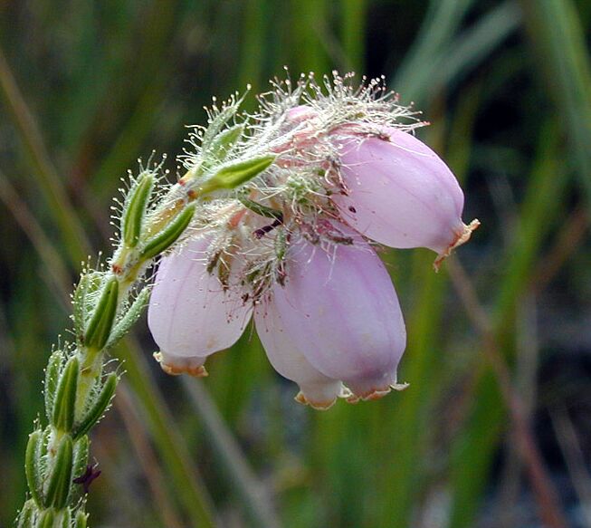 Heide, Glockenheide (Erica tetralix)