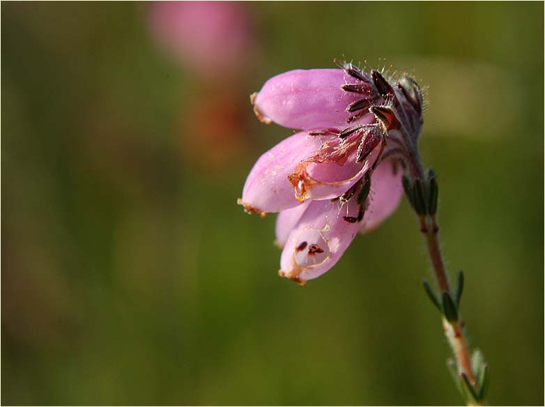 Heide, Glockenheide (Erica tetralix)