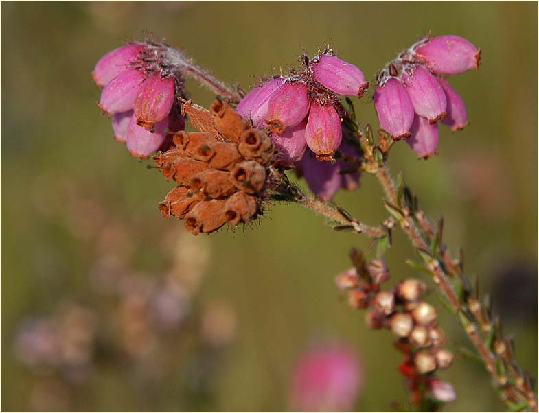 Heide, Glockenheide (Erica tetralix)