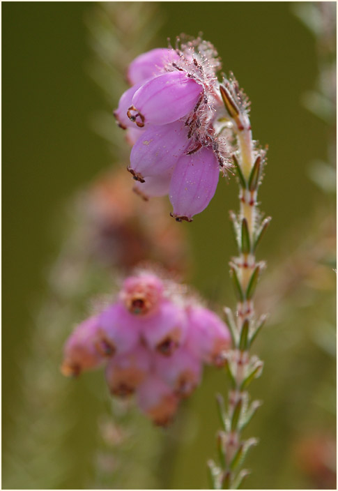 Heide, Glockenheide (Erica tetralix)