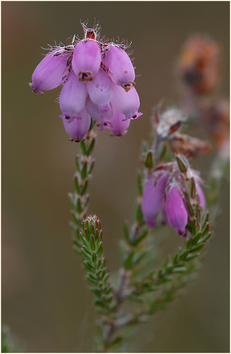 Heide, Glockenheide (Erica tetralix)