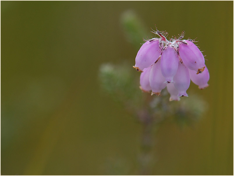 Heide, Glockenheide (Erica tetralix)